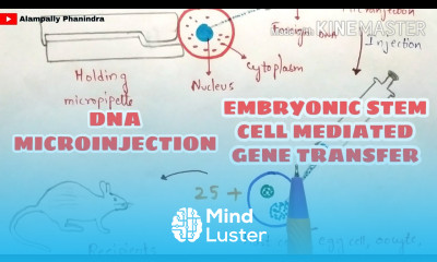 DNA microinjection Embryonic stem cell mediated gene transfer Gene transfer techniques