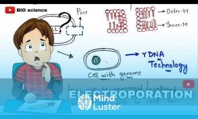 Electroporation Gene transfer techniques Electropermeabilization Bio science