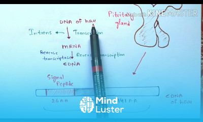 Production of Human growth hormone by rDNA technology Recombinant growth hormone or somatotropin