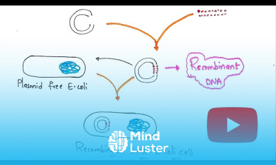 Recombinant Dna technology Production of insulin by rDNA technology Bio science