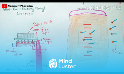 Northern blotting technique RNA blotting Detection of RNA Bio science