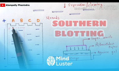 Southern blotting technique Made easy Bio science