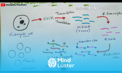 Construction of cDNA library Synthesis of cDNA rDNA Technology Bio science