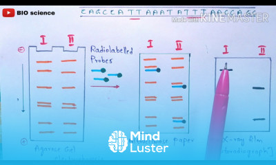 RFLP Restriction fragment length polymorphism Molecular markers RFLP mapping Bio science