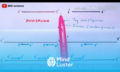 RAPD PCR Random amplified Polymorphic Dna Polymerase chain reaction Molecular markers