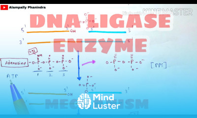DNA Ligase enzyme and it s mechanism DNA ligation Bio science