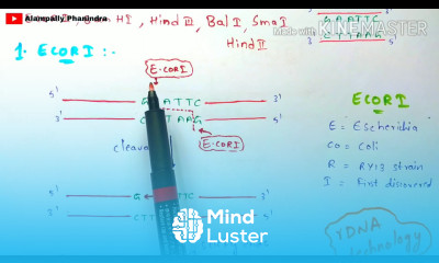 Restriction endonuclease enzyme Mechanism Briefly explained Bio science