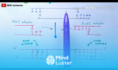 AFLP Amplified fragment length polymorphism Molecular markers Bio science