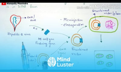 Production of vaccines HB vaccine HBv Procedure Bio science