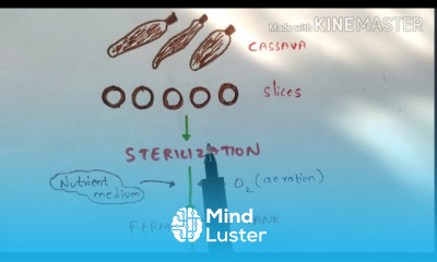 Production of Citric acid and Lactic acid by fermentation Organic acids Bio science