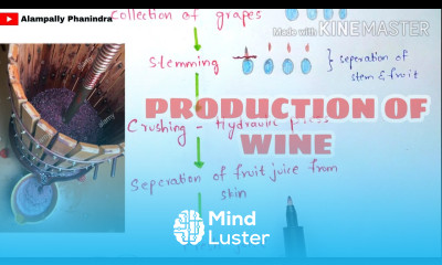 Preperation of wine by fermentation in industries Production of wine Grape wine Bio science