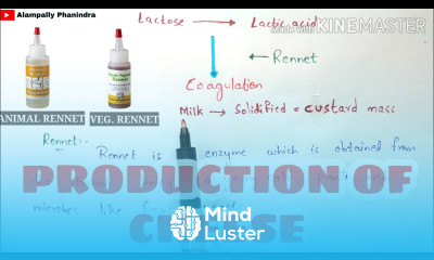 Production of cheese by fermentation Preperation of cheese Bio science