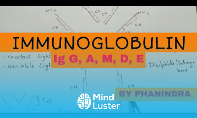 Immunoglobulin structure and types NEET