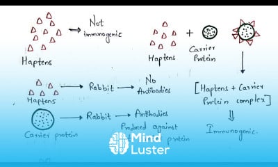 Haptens and Adjuvants Bio science