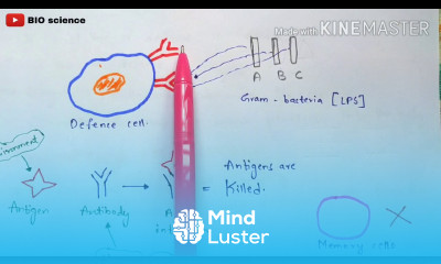 Innate immunity and adaptive immunity First line of defence and second line of defence