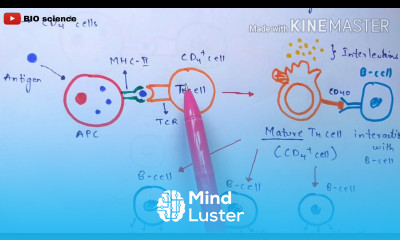 T helper cells and Cytotoxic T cells Th cells and Tc cells CD4 cells and CD8 cells Bio science