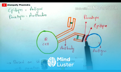 Epitopes Conformational epitopes and Linear epitopes Bio science