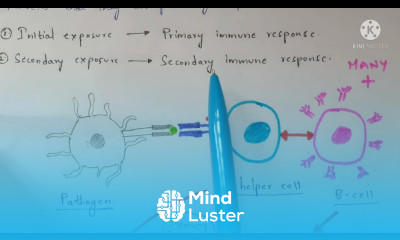 Memory cells Memory B cells Memory T cells Function Production Bio science
