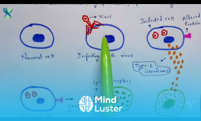 Natural killer cells Nk cells Function and properties Immunology Bio science