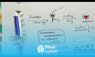 Meristem culture Procedure Diagrammatic representation Applications Bio science