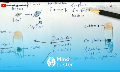 Organogenesis Direct and Indirect organogenesis with notes Plant biotechnology Bio science