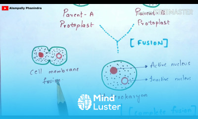 Formation of somatic hybrids and cybrids Notes Somatic hybridization Cybridization
