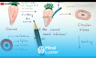 Callus culture technique with notes Principle Protocol Procedure Properties Bio science