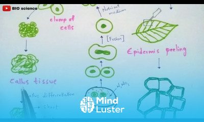 Protoplast culture method Made easy Bio science