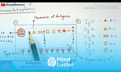 Immunoelectrophoresis Immunotechnology By phanindra gupta Bio science