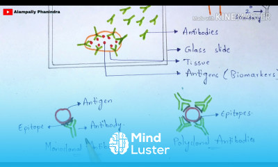 Immunohistochemistry Principle Procedure Notes By phanindra gupta Bio science