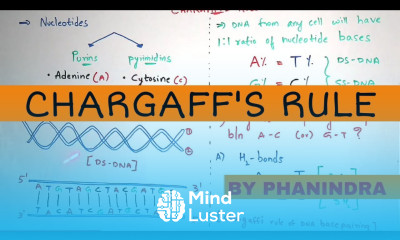 What is Chargaff s rule BY PHANINDRA GUPTHA