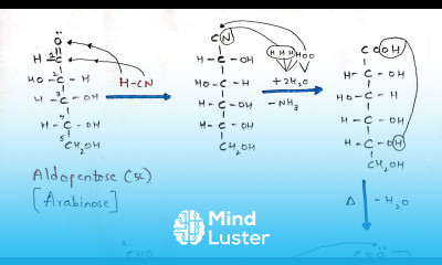 Kiliani Fischer synthesis Interconversion of Aldopentose to Aldohexose Arabinose to Glucose