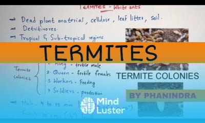 Physiology of Termites White ants Body parts Life cycle By Phanindra guptha