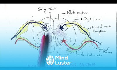 Peripheral nervous system PNS Autonomous nervous system Bio science
