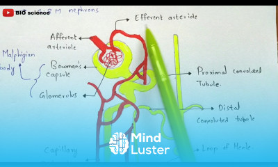 Structure of Nephron Malphigian body Renal tubule Bio science