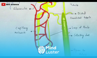 Mechanism of urine formation Glomerular filtration Tubular re absorption Tubular secretion