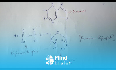 NUCLEOTIDES CLASSIFICATION STRUCTURES BIOTECHNOLOGY BY PHANINDRA GUPTHA