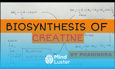 Biosynthesis of creatine By phanindra guptha