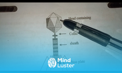 STRUCTURE OF T EVEN BACTERIOPHAGE BY PHANINDRA GUPTHA