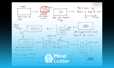 Gram staining procedure Gram positive bacteria and Gram negative bacteria Bio science