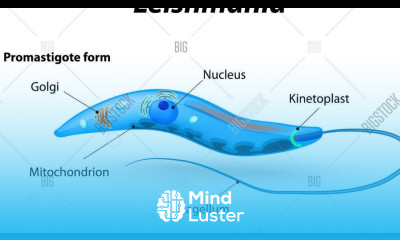 LEISHMANIASIS STRUCTURE OF PARASITE SYMPTOMS TEATMENT DIAGNOSIS BY PHANINDRA GUPTHA