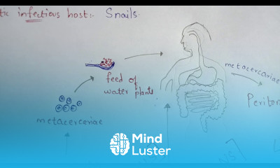 FASCIOLA HEPATICA LIVER FLUKE STRUCTURE LIFE CYCLE SYMPTOMS TREATMENT BY PHANINDRA