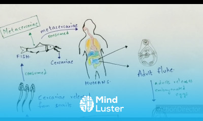 Metagonimiasis Metagonimus yokogawai Structure life cycle symptoms Bio science