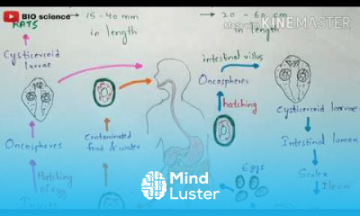 Hymenolepis nana life cycle Hymenolepiasis Symptom Cestode infection Bio science