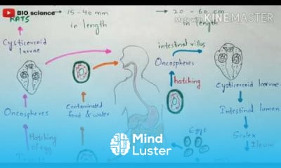 Hymenolepis nana life cycle Hymenolepiasis Symptom Cestode infection Bio science