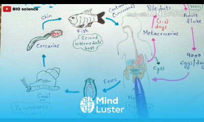 clonorchis sinensis life cycle clonorchiasis clonorchis sinensis Liver fluke Bio science