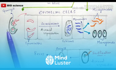 Isosporiasis Isospora belli life cycle cystoisosporiasis Cystospora belli life cycle Symptoms
