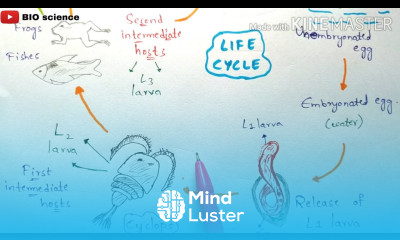 Gnathostomiasis gnathostoma spinigerum life cycle Symptoms Incubation period Bio science