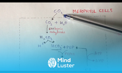 C4 PATHWAY or C4 CYCLE BY PHANINDRA GUPTHA
