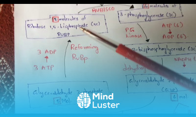 CALVIN CYCLE or C3 CYCLE BY PHANINDRA GUPTHA